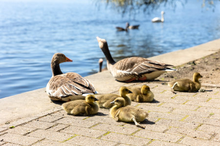 Pair of big greylag goose and many goslings lying sunbathing on pavement embankment in city park with Alster lake background in Hamburg. Wild bird family enjoy warm sun near pond on city streetの写真素材