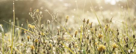 Abstract warm landscape of dry wildflower and grass meadow on warm golden hour sunset or sunrise time. Tranquil autumn fall nature field background. Soft golden hour sunlight at countrysideの写真素材