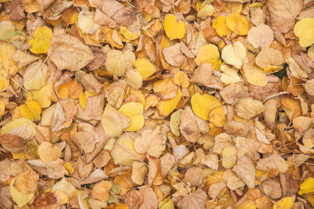 Beautiful natural autumn leaves background pattern. Birch yellow golden brown foliage texture...