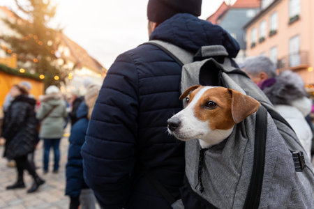 Curious Jack Russell Terrier funny happy dog enjoy peeks out from man person backpack, taking in the sights of a bustling traditional Christmas holiday market at european crowded city streetの写真素材