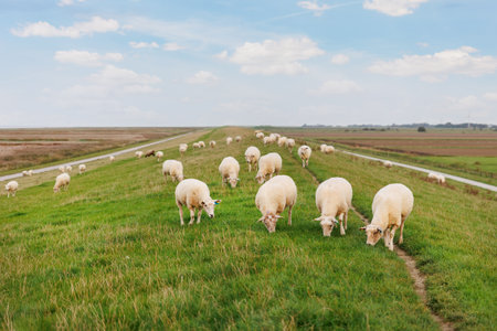 Many grazing sheep in herd scene on dyke lush green field pasture meadow grassland at North Sea coast East Frisia Lower Saxony Germany. Scenic german livestock rural countryside landscape viewの写真素材