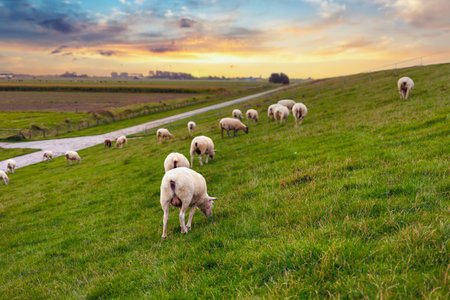 Many grazing sheep herd scene dyke lush green field pasture meadow grassland North Wadden Sea coast East Frisia Lower Saxony Germany warm sunset. Scenic german livestock countryside landscape viewの写真素材