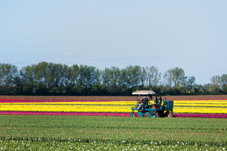Scenic view farmer drive agricultural machine Dutch flower field cutting tulips buds bulbs growth...