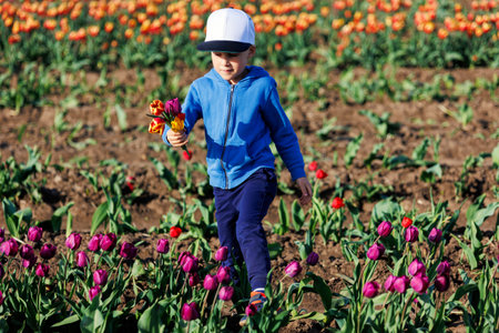 Cute little kid boy picking fresh blooming tulips flowers at self-service dutch agricultural field...