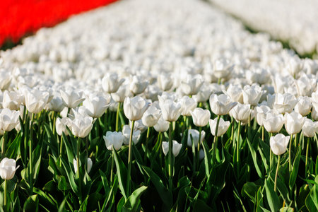 Scenic view of rows of bright colorful blooming tulips flower field in Europe. Beautiful natural Netherlands landscapeの写真素材