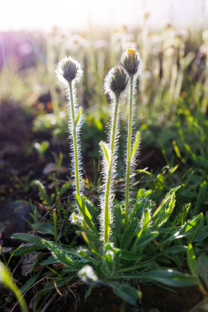 Close-up detail view alpine hawkweed blossoms glow against warm morning sunlight backlit. Gentle...