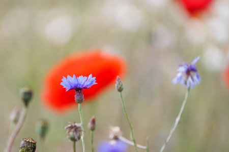 Scenic view of bright red blossoming poppy corn flowers on beautiful green wildflower grassland meadow at warm sunny sunrise or sunset morning light. Scenic nature biodiversity wild floral backgroundの写真素材