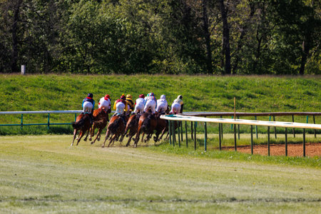 Group of jockeys racing on thoroughbred horses by green grass track race course back view on sunny day. Riders wear colorful uniforms under bright daylight, surrounded by trees and racetrack railsの写真素材