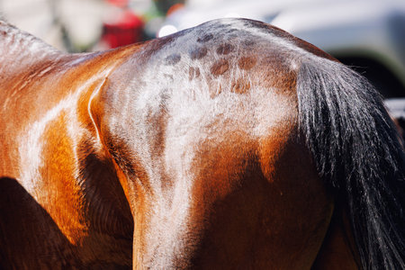 Close-up of a horses back and tail under sunlight reveals a glossy brown coat with visible muscle structure. The fur is partially brushed to create circular grooming patternsの写真素材