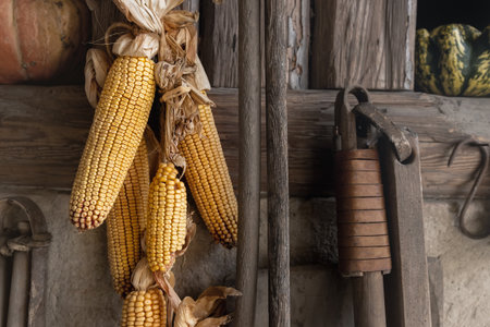 Yellow ripe dried corn cobs seeds decor hanged on wooden wall of old rural countrysdie barn. Rustic country farm interior detail decotation background wallpaper. Organic agriculture farmyard conceptの写真素材