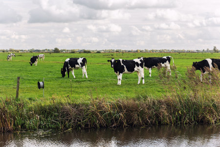 Scenic black white Friesian Holstein cows graze green pasture at small canal under cloudy sky at...