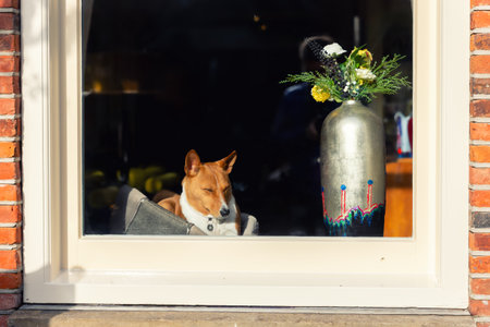 Dog basenji sits peacefully on window sill enjoying warm sunlight in calm interior scene. Soft light...