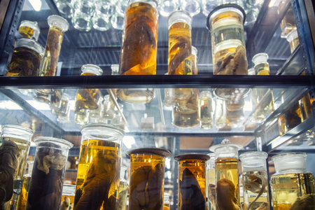 Preserved marine specimens displayed in glass jars filled with yellow fluid create surreal scientific atmosphere. Museum lighting highlights anatomy details and research collection environmentの写真素材