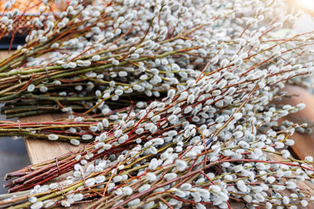 Bunches pussy willow catkins buds on wooden surface table at outdoors farmers countryside market. Springtime nature Easter symbol plant treeの写真素材