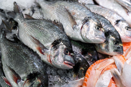 Fresh seabream dorado fish displayed ice dutch market Netherlands seafood catch stacked in chilled...