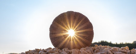 Sea urchin shell stands on pebble beach with bright sunburst shining through central opening, creating warm rays dramatic silhouette. Mediterranean coastal nature scene marine texture summer light