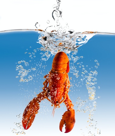 The lobster falls in waterの写真素材