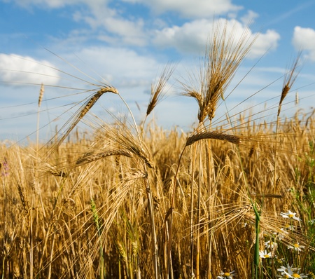 wheaten field and cloudy skyの写真素材