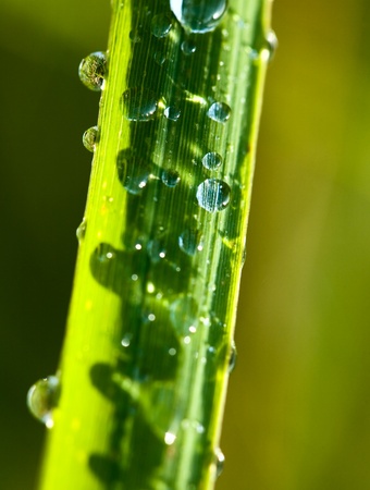 grass and dropの写真素材