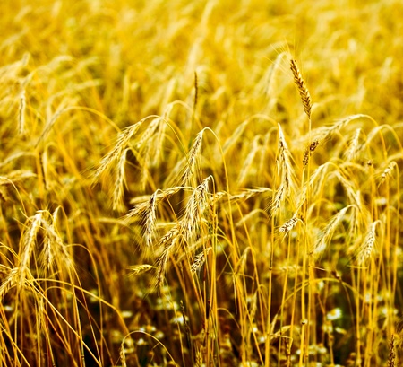 Wheat close-upの写真素材