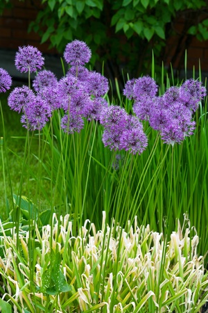 Flowers in a gardenの写真素材