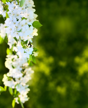 Apple blossomsの写真素材