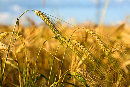 Wheaten field in a sunny day.