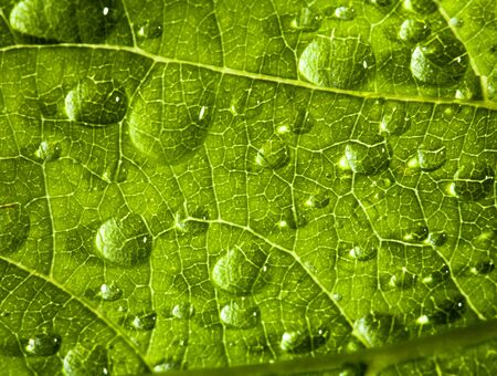 Green leaf texture and dropの写真素材