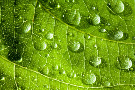 Green leaf texture and dropの写真素材