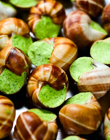 edible snails