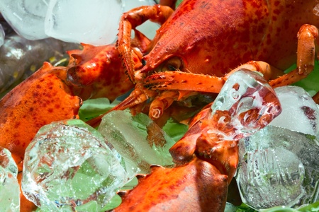 lobster on the ice with the leafs of lettuceの写真素材