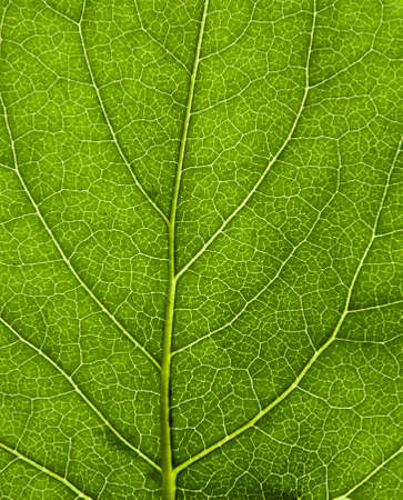 Green leaf texture