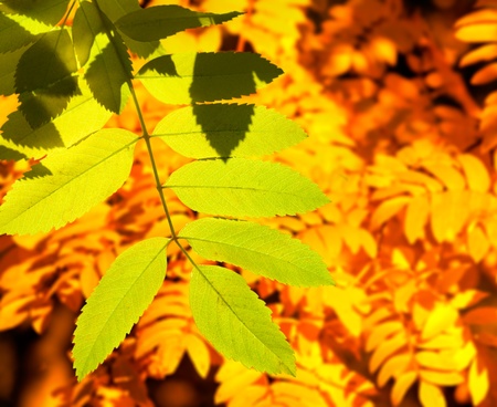 autumn leaves
の写真素材