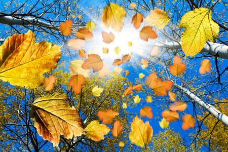Falling autumn leavesの写真素材