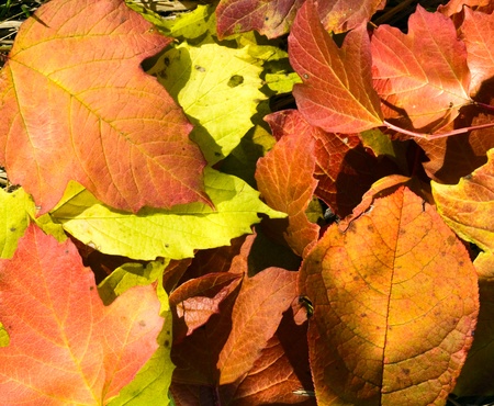Fall leavesの写真素材