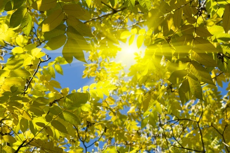autumn leavesの写真素材