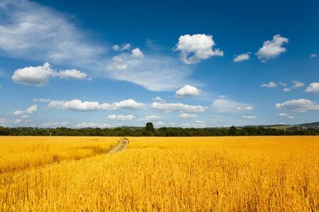 wheaten field and cloudy skyの写真素材