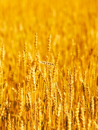 Wheaten field in a sunny dayの写真素材