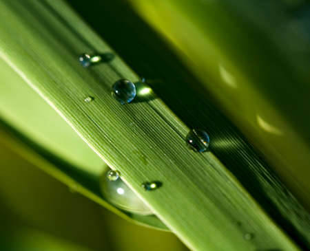 grass and dropの写真素材