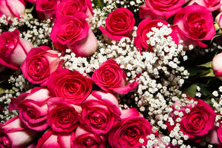 rosesの写真素材