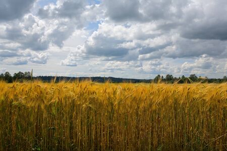 wheaten field and cloudy skyの写真素材