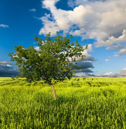 beautiful spring landscape and cloudy skyの写真素材