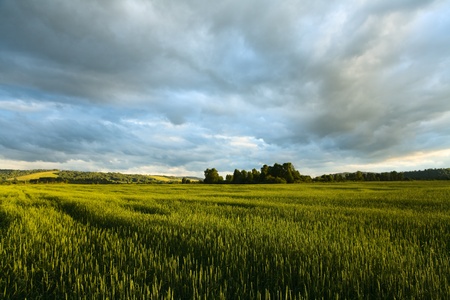 wheaten field and cloudy skyの写真素材