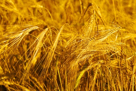 Wheaten field in a sunny dayの写真素材