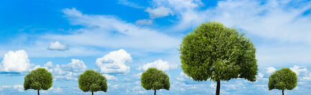 Trees on a background of the cloudy sky in solar, summer dayの写真素材