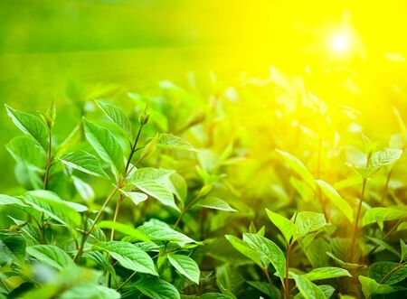 leafs and sunの写真素材