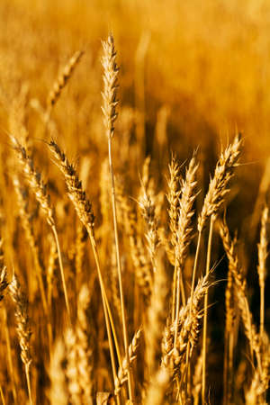 Wheat close-upの写真素材