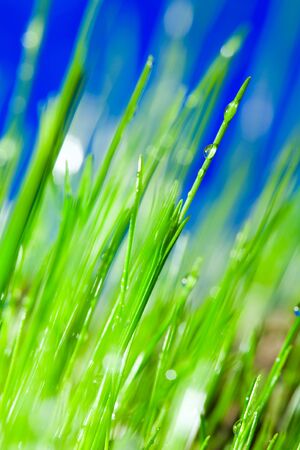 grass and dropの写真素材