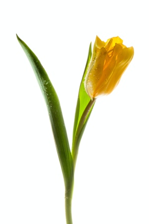 tulipの写真素材
