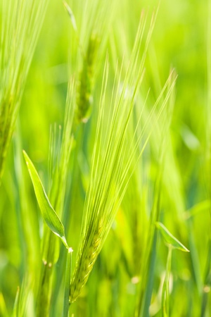 Ripe ears of wheat close-upの写真素材